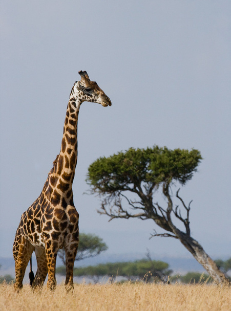 One giraffe (Giraffa camelopardalis) - Photo, Image