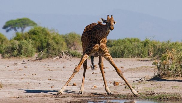 One giraffe (Giraffa camelopardalis) - Fotoğraf, Görsel