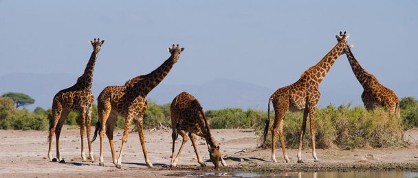 Group wild giraffes - 写真・画像