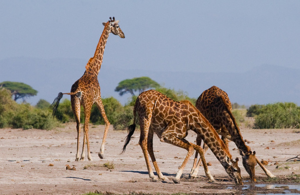 Group wild giraffes - Foto, Imagem