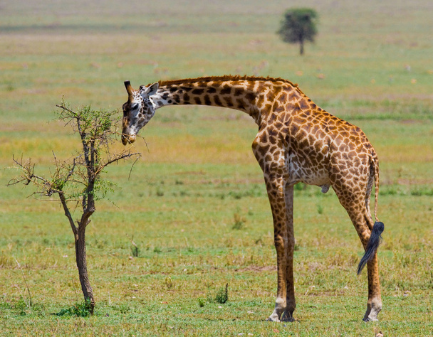 One giraffe (Giraffa camelopardalis) - Valokuva, kuva