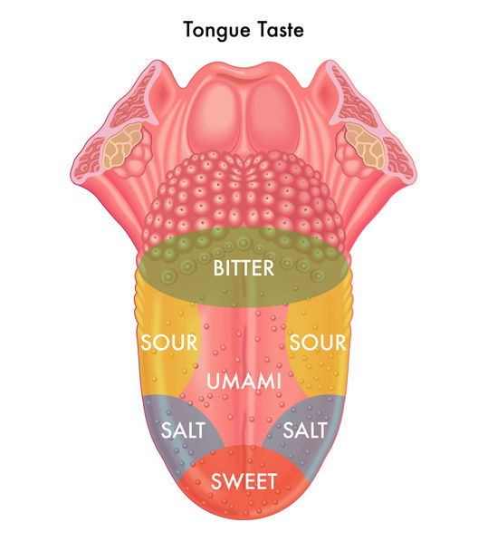 human tongue taste - Vector, Image