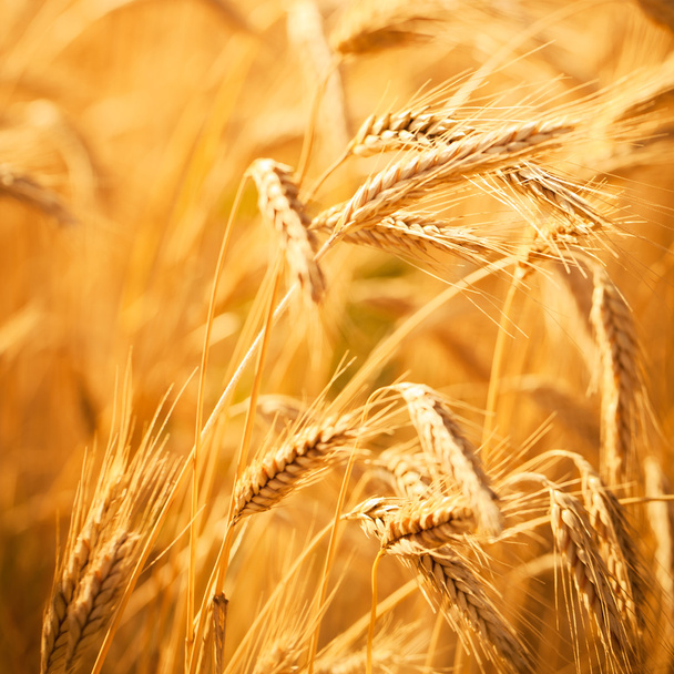 Zlatá uši pšenice - Fotografie, Obrázek