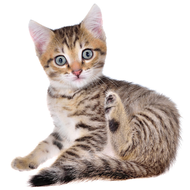 Taquigrafía brindled gatito
 - Foto, imagen