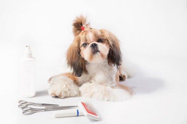 Well groomed Shih-tzu puppy - isolated - Фото, изображение