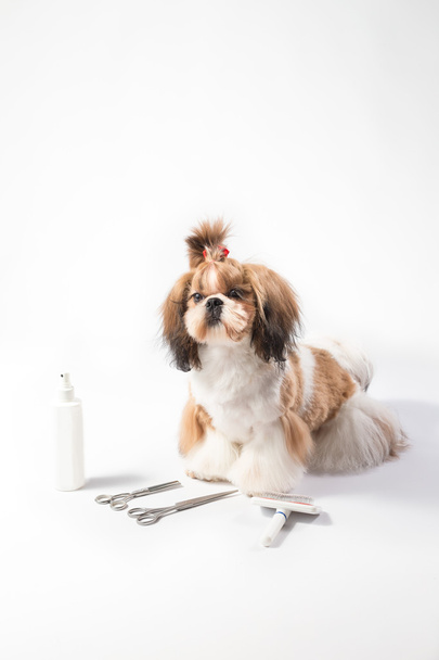 Ideal Shih-tzu beauty grooming puppy - Фото, изображение