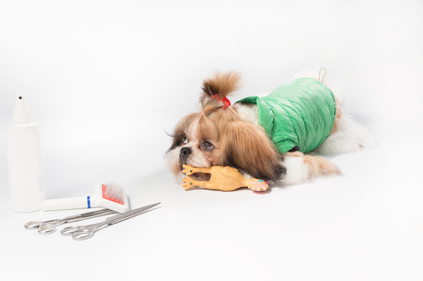 Well groomed Shih-tzu puppy in green coat - Foto, Bild