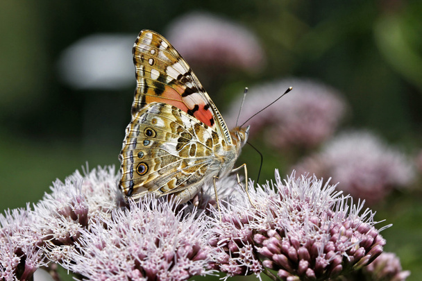 χρωματισμένη κυρία πεταλούδα (vanessa διαδίδεται cardui), Γερμανία - Φωτογραφία, εικόνα
