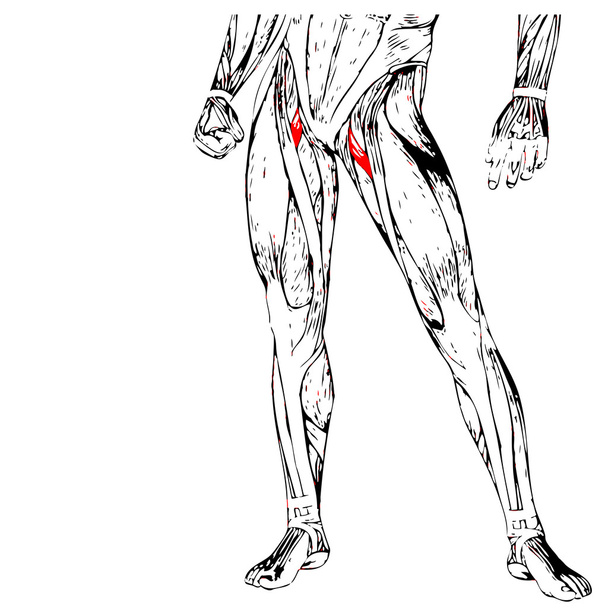 anatomia człowieka górnej nogi - Zdjęcie, obraz