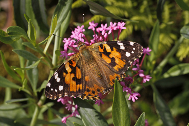 Vanesssa cardui, Painted Lady butterfly in Italy, Europe - Photo, Image