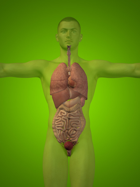 Adam yapısı iç organları ile - Fotoğraf, Görsel