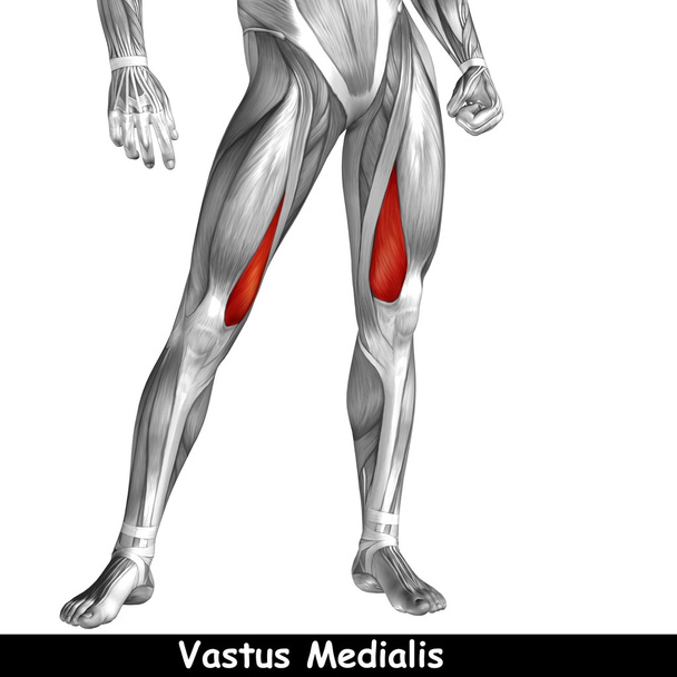 Anatomia górnej nogi - Zdjęcie, obraz