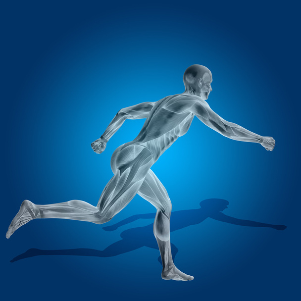Corpo de anatomia com músculos
 - Foto, Imagem