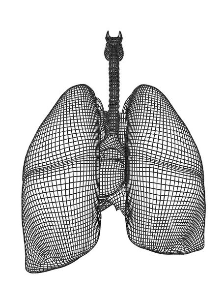 lidský dýchací systém - Fotografie, Obrázek