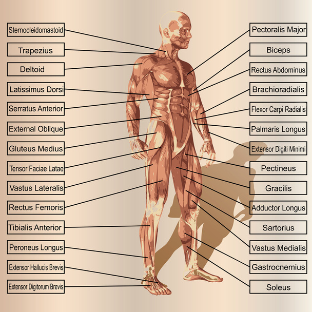 anatomia masculina ou humana
 - Foto, Imagem