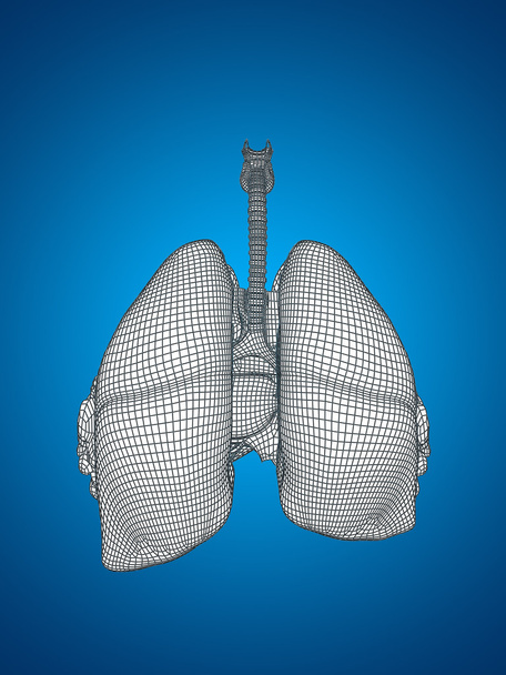 menselijke ademhalingswegen - Foto, afbeelding