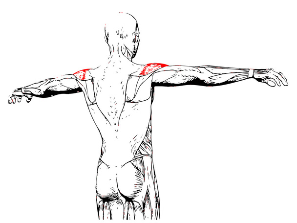 back human anatomy - Photo, Image