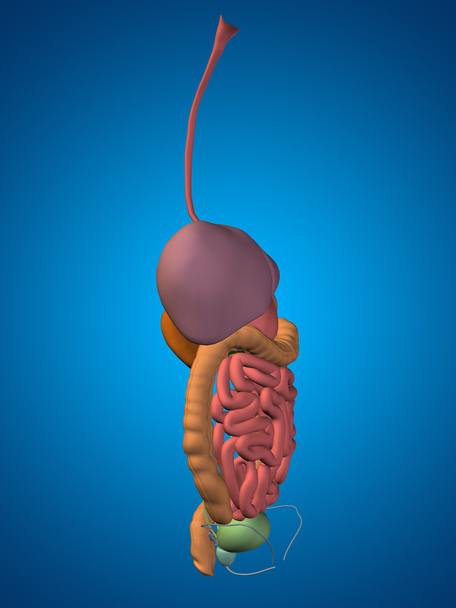 Sistema digestivo humano anatômico
 - Foto, Imagem