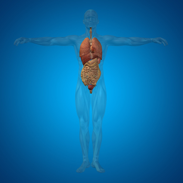 Estructura del hombre con órganos internos
 - Foto, Imagen