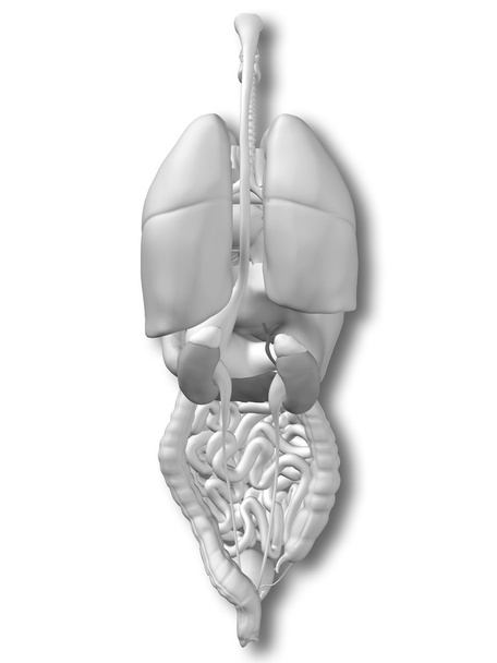 Órgãos abdominais ou torácicos
 - Foto, Imagem