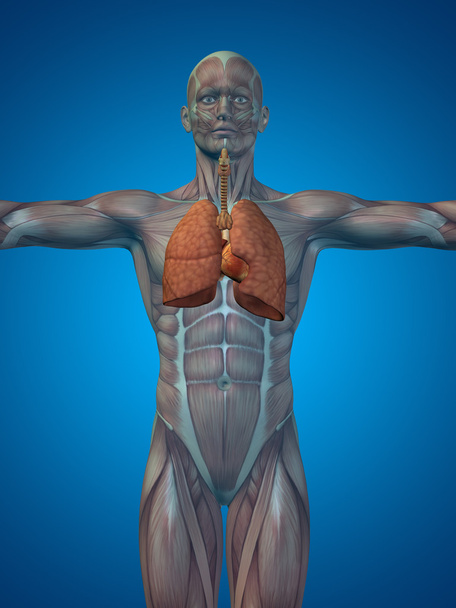 анатомическая дыхательная система человека
 - Фото, изображение