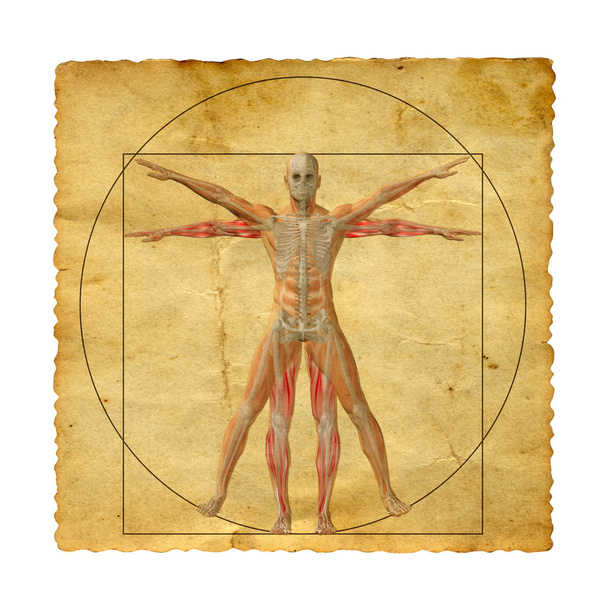 corpo humano vitruviano conceptual
 - Foto, Imagem