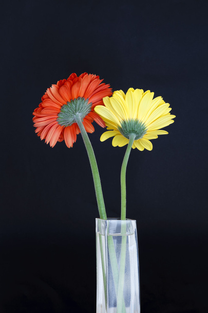 Fleurs colorées - Photo, Image
