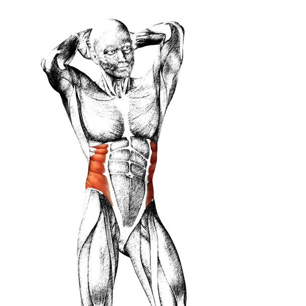 Anatomía humana en el pecho
 - Foto, Imagen