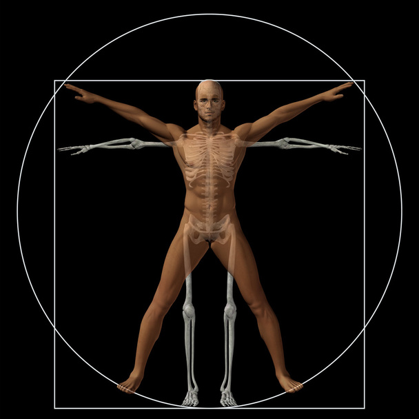 Ανθρώπινα Βιτρούβιου ή άνθρωπος - Φωτογραφία, εικόνα