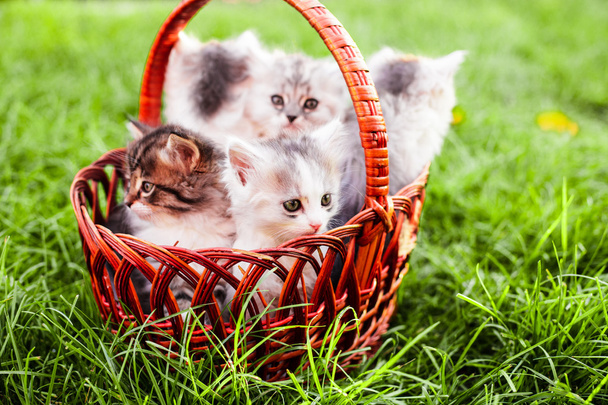 Kittens in the basket - Φωτογραφία, εικόνα