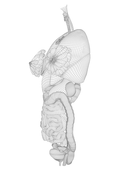 human  digestive system - Photo, Image