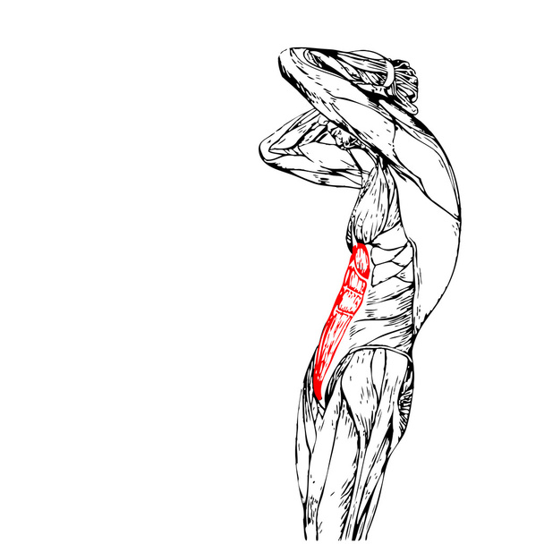Anatomia humana do tórax
 - Foto, Imagem