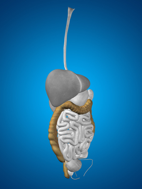 Анатомия пищеварительной системы
 - Фото, изображение