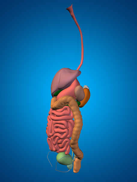 conceptuele anatomische mens - Foto, afbeelding