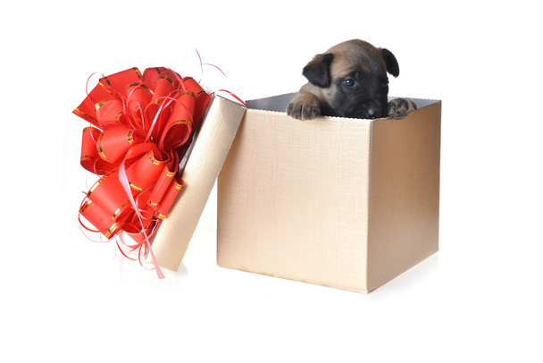 Cute  puppy in box - Foto, Imagem
