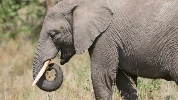 Large elephant eat grass and branches in Africa - Footage, Video