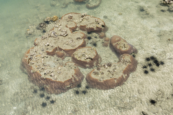 Экологическая проблема: кораллы убиты глобальным потеплением
 - Фото, изображение