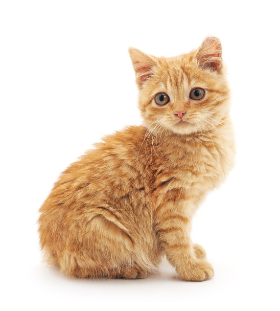Brown kitten .isolated. - Фото, изображение