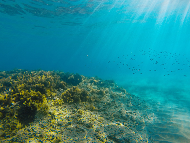 Vista subacquea del Mar Ionio
 - Foto, immagini