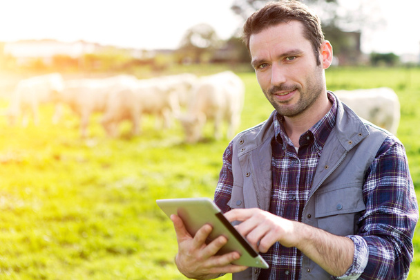 Young attractive farmer in a field with cows - 写真・画像