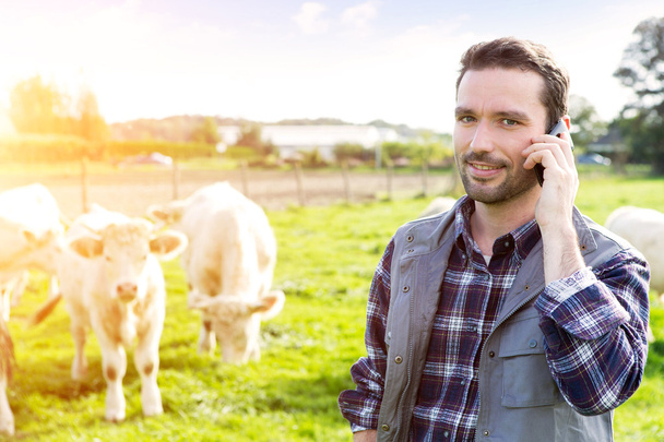 Young attractive farmer in a field with cows - Foto, Bild