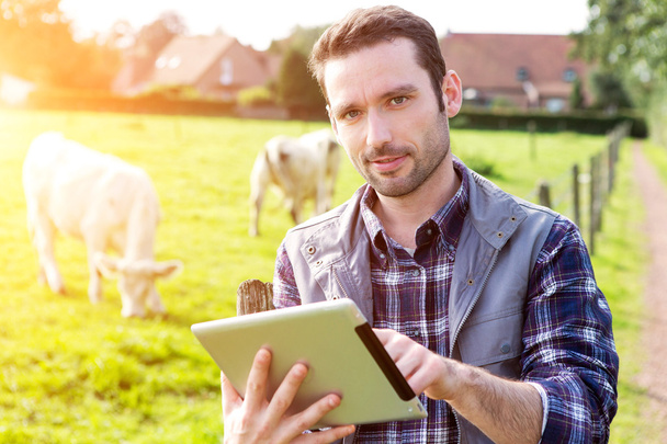 Young attractive farmer in a field with cows - Photo, Image