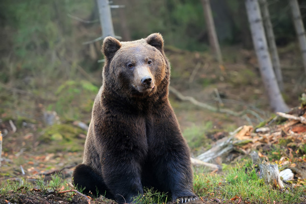 Velký medvěd hnědý (Ursus arctos) - Fotografie, Obrázek