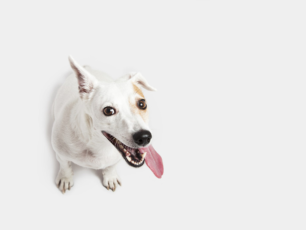 Russel teriér pes sedí na bílém pozadí - Fotografie, Obrázek