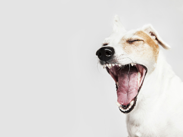 Studio portrait of the yawning dog Russel Terrier - Photo, Image