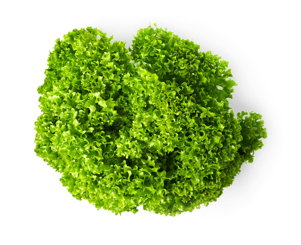 Kale saláta fehér - Fotó, kép