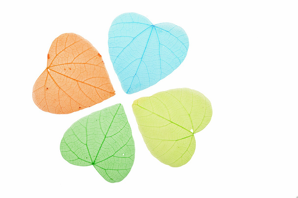 Τέσσερις έγχρωμο καρδιά σχήμα σκελετός φύλλα σε λευκό - Φωτογραφία, εικόνα