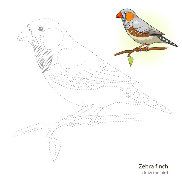 Zebra finch bird learn to draw vector - Vetor, Imagem