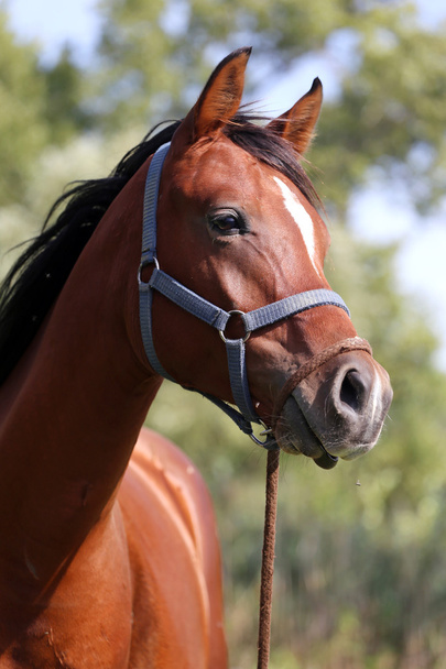 Po stronie widoku portret konia arabskiego w twój corral - Zdjęcie, obraz
