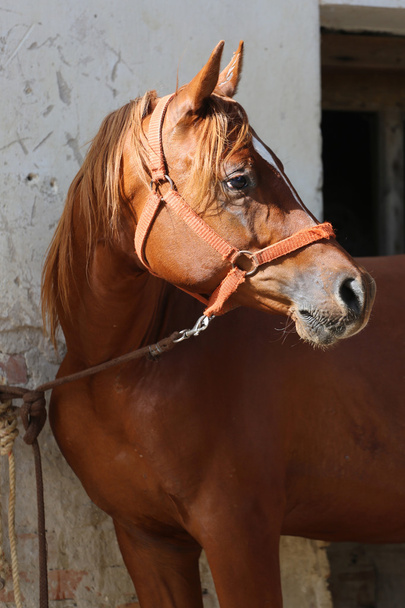 Cabeza de caballo árabe hermoso primer plano contra una casa vieja
 - Foto, imagen